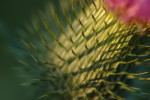 Distel (Carduus), Speuld
